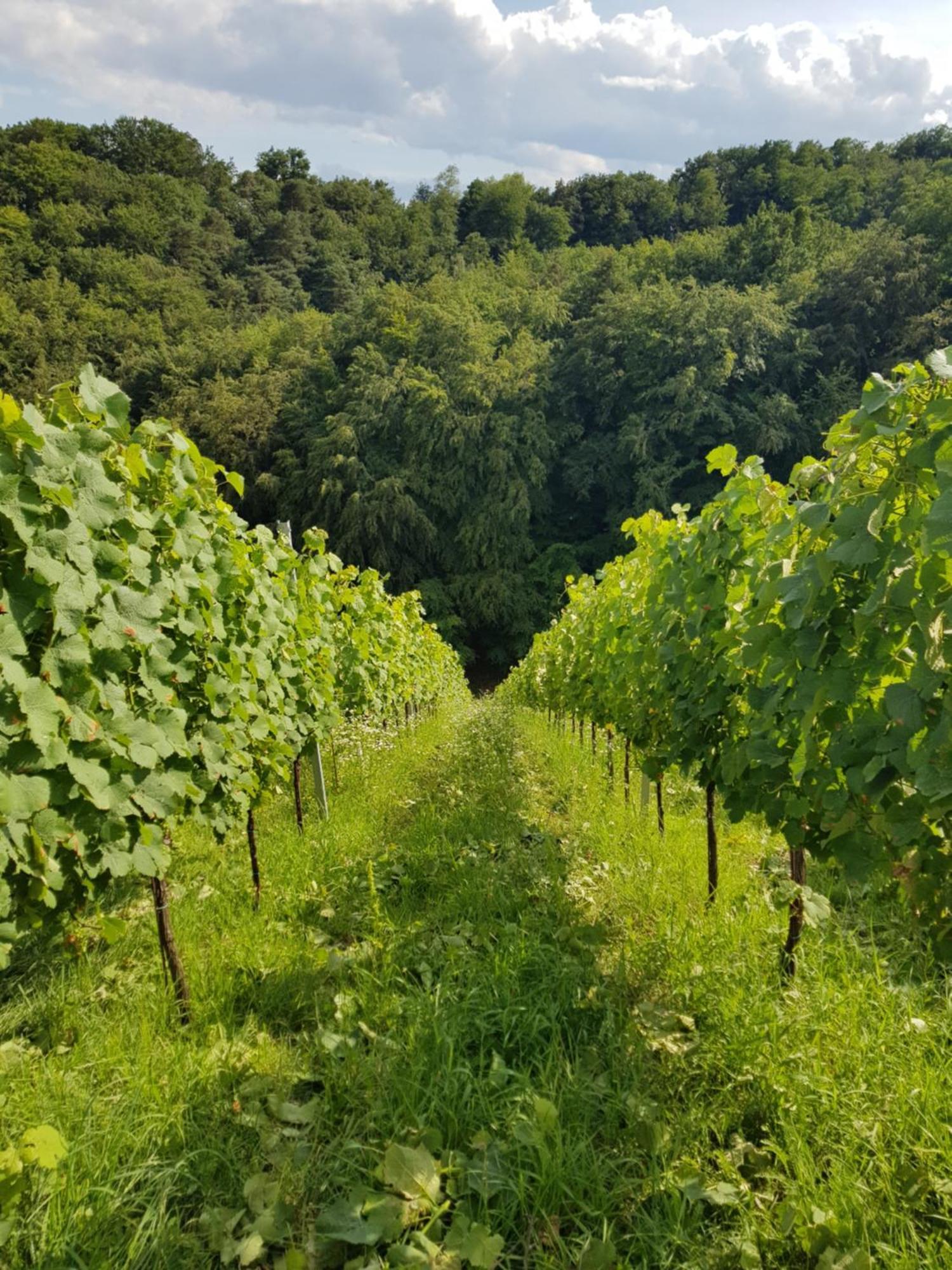 Wine House Kaloh Villa Maribor Dış mekan fotoğraf