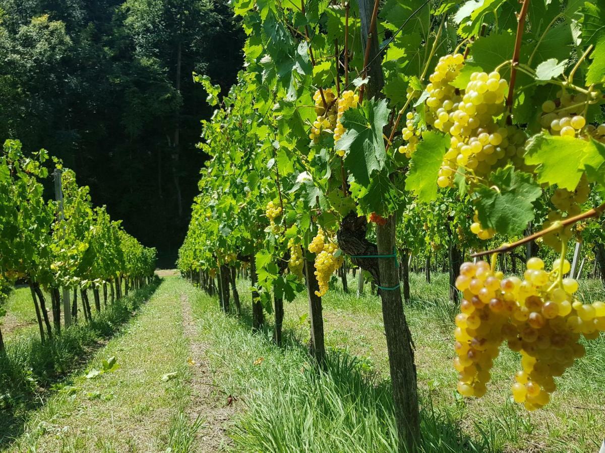 Wine House Kaloh Villa Maribor Dış mekan fotoğraf
